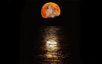 Wolf Art, winter, dog, black, quotes, lone wolf, canis lupus, wolf pack, , wolf, wild animal black, howling, wolfrunning, abstract, pack, snow, the pack, mythical, majestic, white, timber, wolves, lobo, grey, wisdom beautiful, howl, grey wolf, spirit, nature, friendship, canine, arctic, solitude HD wallpaper