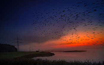 Sunset, birds, sky, coast, skyline HD wallpaper