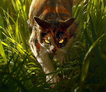 Warriors, pisici, fantasy, art, green, anna podedworna, cat, grass HD wallpaper