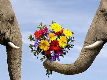 Animals, Flowers, Elephants HD wallpaper