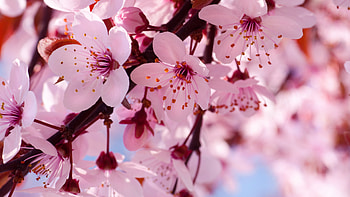 Cherry Bloosoms, flowers, pink HD wallpaper