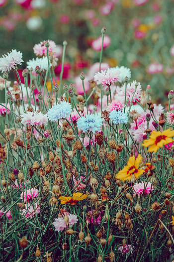 Nature, Flowers, Multicolored, Motley, Field, Wild HD phone wallpaper