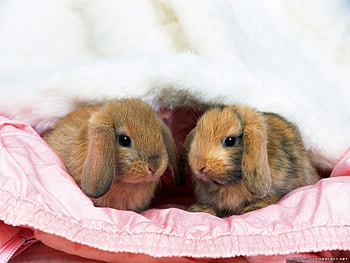 sweet bunnies, sweet, bunny, pink, pet HD wallpaper