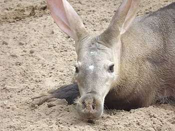 Aardvark on and , Diverse aardvark , Aardvark captured beautifully, Aardvark graphy HD wallpaper
