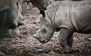 Baby Rhino, animal, baby, rhino, large HD wallpaper