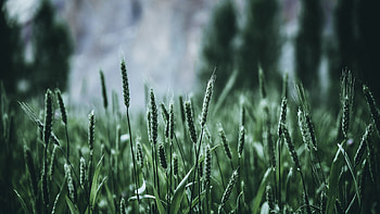 Nature, Grass, Blur, Smooth, Ears, Spikes HD wallpaper