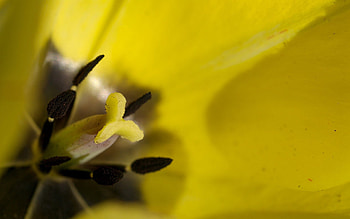 Flower, Macro, Petals, Stamens, Tulip HD wallpaper