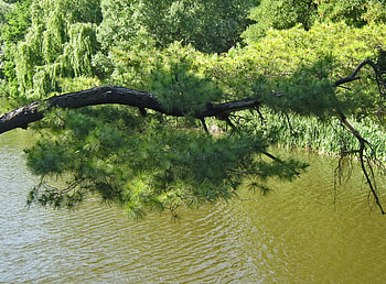 View from the bridge, forests, nature HD wallpaper