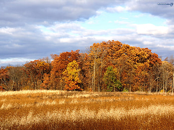 a field with view of fall colored trees, gorgeous, outlook, beautiful, nature HD wallpaper