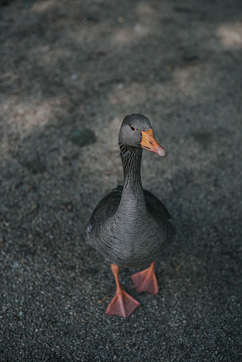 Animals, Bird, Grey, Goose, Feathered HD phone wallpaper