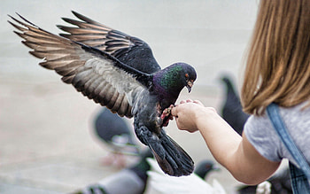 Animals, Birds, Pigeons, Wave, Sweep, Feeding HD wallpaper
