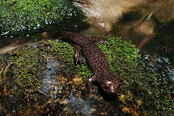 California giant salamander, Salamander HD wallpaper
