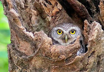 I See You, bird, eyes, owl, looking, watch, big, bright, hollow, yellow, trees, hiding HD wallpaper