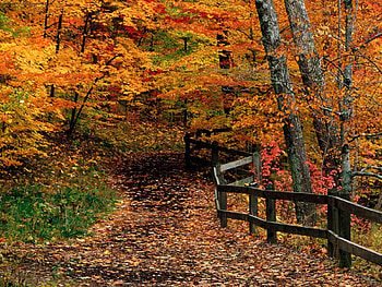 Landscape, Trees, Autumn HD wallpaper