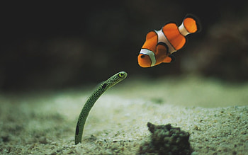 Fish , Underwater beauty, Mesmerizing aquatic life, Colorful marine creature HD wallpaper