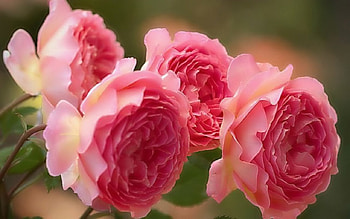 Lovely Flowers, pink, nature, flowers, bloom HD wallpaper