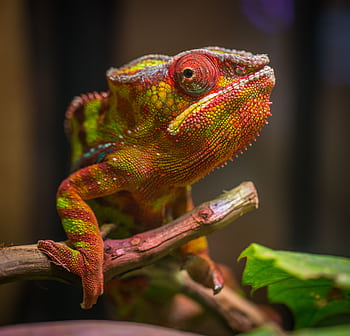 Captivating of a vibrant chameleon blending into its environment. HD wallpaper