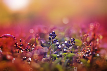 Sunset, Pink, Berries, Macro, Glare HD wallpaper
