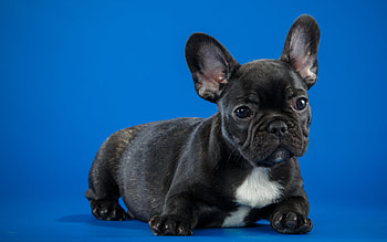 Black French Bulldog Cute Puppy, french-bull-dog, bull-dog, dogs, animals HD wallpaper