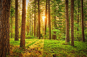 A serene forest scene with sunbeams filtering through tall pine trees and lush green undergrowth. HD wallpaper