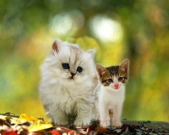 Cute cats, cats, cute, pet, animals HD wallpaper