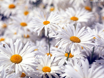Plants, Flowers, Camomile HD wallpaper