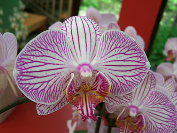 Orchides HD wallpaper