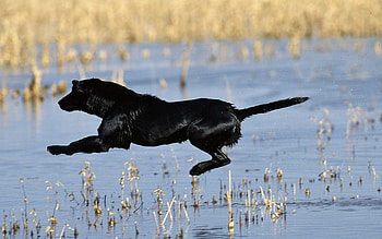 Animals, Water, Grass, Dog, Bounce, Jump, Hunting, Hunt HD wallpaper