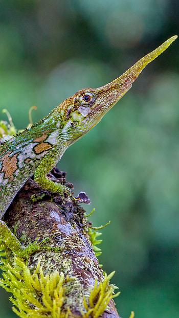 Pinocchio lizard, Green nature, Animal reptiles, Tourism animals HD phone wallpaper