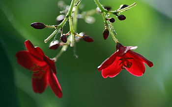 Plants, Flowers HD wallpaper