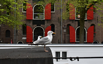 Seagulls in Amsterdam, shutters, boat, seagulls, house, Amsterdam HD wallpaper