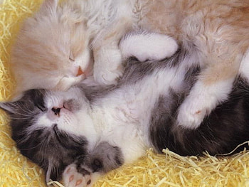 Cute couple , cats, animals HD wallpaper