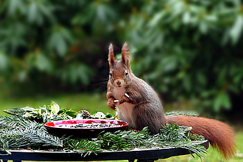 Animal, squirrel, cute HD wallpaper