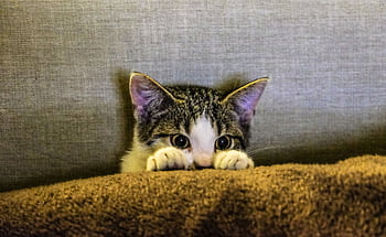 Cute tabby kitten peering over a cozy brown blanket with curious eyes. HD wallpaper