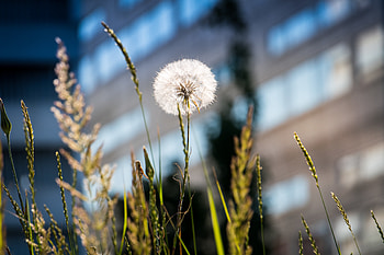 Grass, Macro, Dandelion, Fluff, Fuzz HD wallpaper