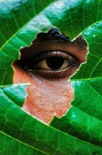 Miscellanea, Miscellaneous, Sheet, Leaf, Sight, Opinion, Human, Person, Eye HD phone wallpaper
