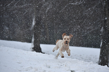 Dog Running In A Snow, dogs, animals HD wallpaper