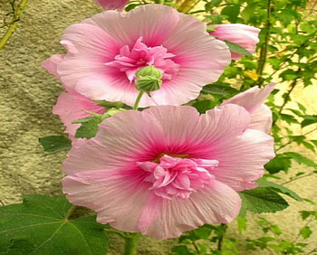 Pink Hibiscus, pink, flowers, hibiscus, buds HD wallpaper