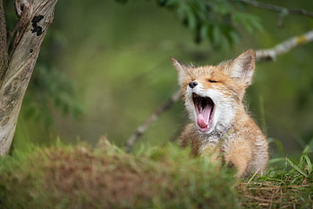 Majestic Fox Yawn – Animal Bliss, Animal, fox HD wallpaper