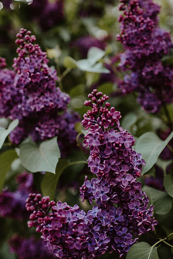 Flowers, Leaves, Lilac, Bush HD phone wallpaper
