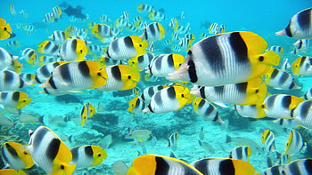 Angelfish, Aquarium Tropical Fish, , Mobile HD wallpaper