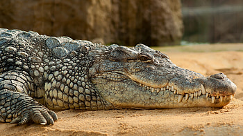 Crocodylus niloticus, Crocodiles HD wallpaper