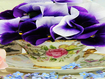 Teacup filled with Purple Pansies, pansy, teacup, tea, cup, china, purple, delicate, flower, saucer, lovely HD wallpaper