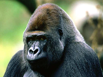 Gorilla , gorilla, primates, animals HD wallpaper