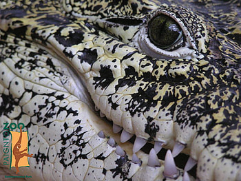 croc HD wallpaper