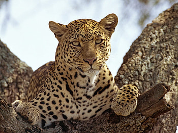 leopard in the tree, in, the, leopard, tree HD wallpaper