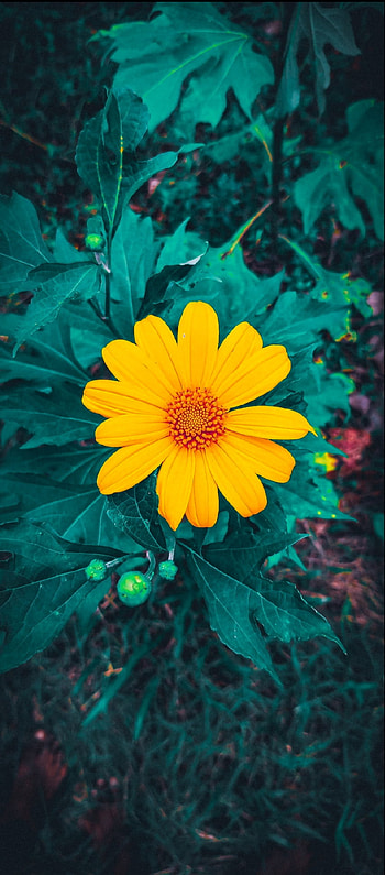 Flowers, petal, terrestrial_plant HD phone wallpaper