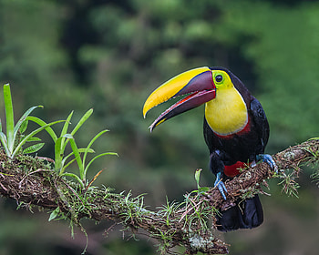 Costa Rican toucan, Tropical bird, Beautiful , Wildlife graphy HD wallpaper