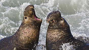 seal , Vibrant colors, Eye-catching visual HD wallpaper