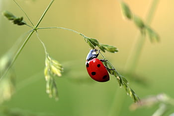 Close-up of a ladybug on a grass blade, showcasing details of the insect in a natural setting. HD wallpaper